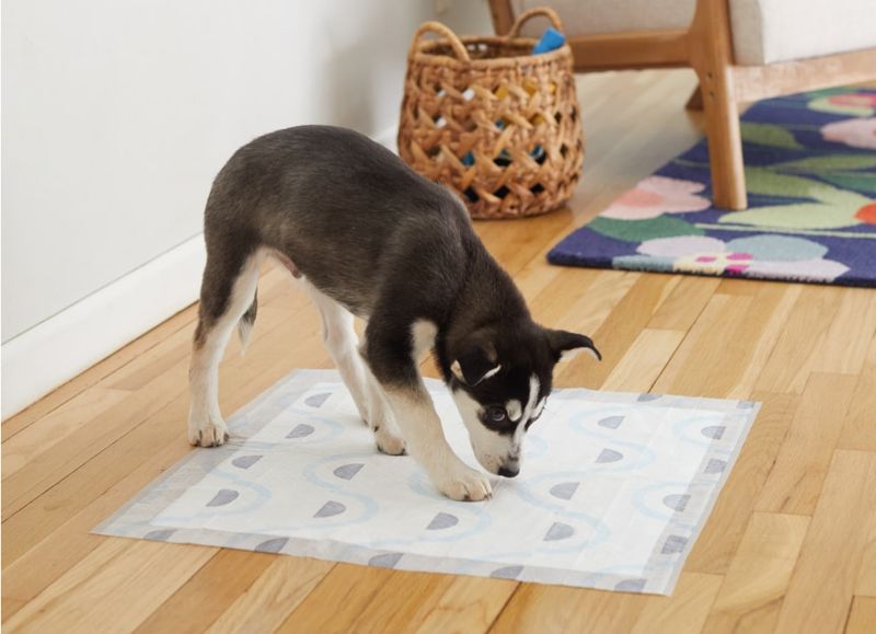 Potty Training and House Rules