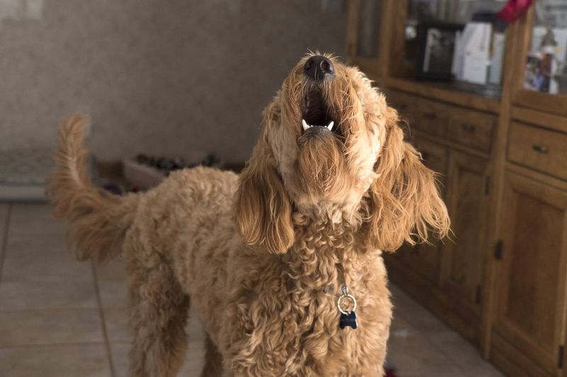 Dislike of Barking