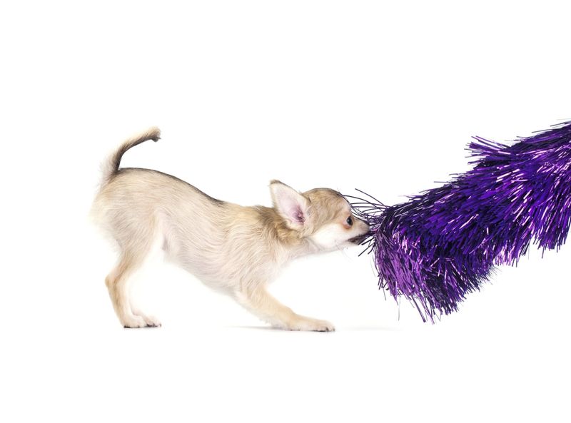 Playful Mischief