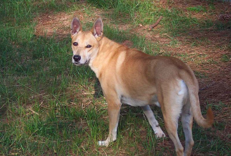 Carolina Dogs