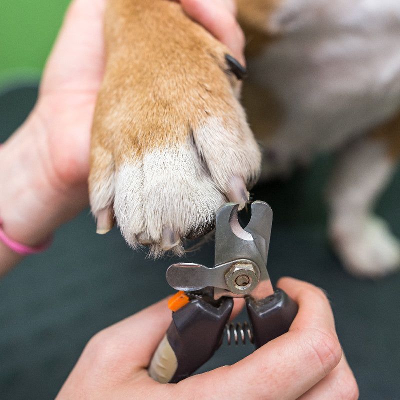 Improper Nail Trimming