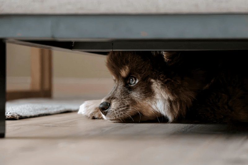 Your Dog Needs Their Space