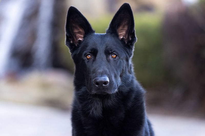 Loyal Protector