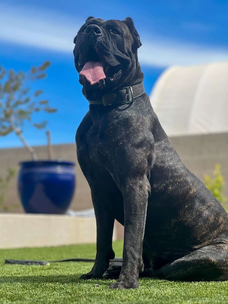 Loyal Protectors