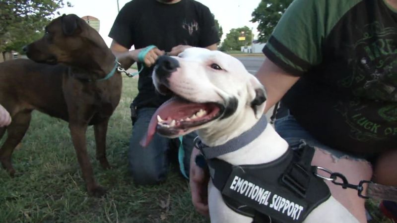 Therapy and Service Dogs