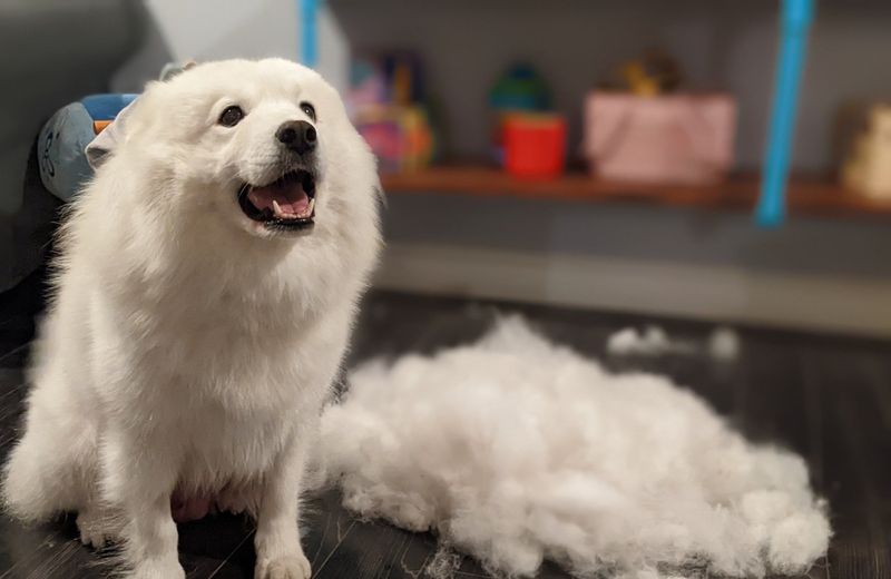 Grooming Sessions