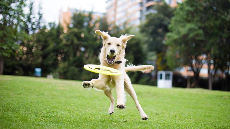 Exercise and Playtime