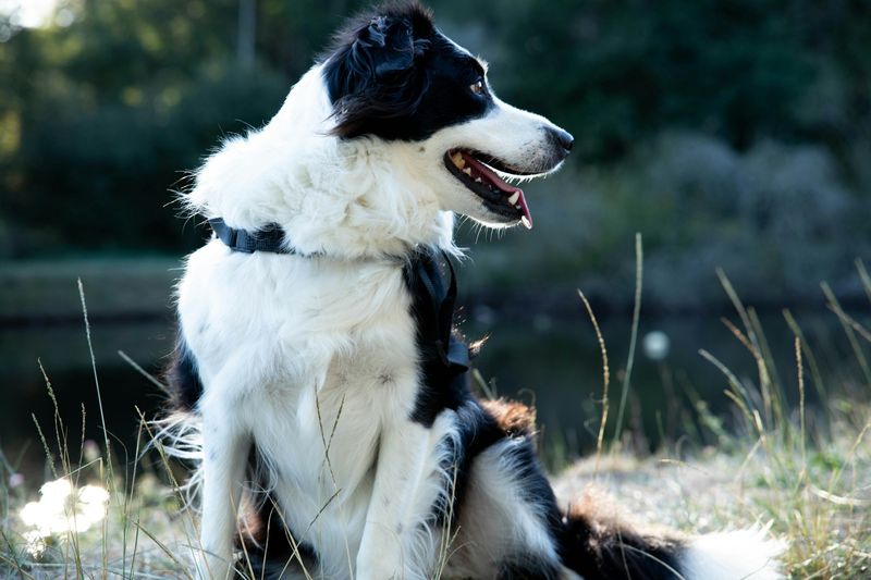 Watchful Border Collie
