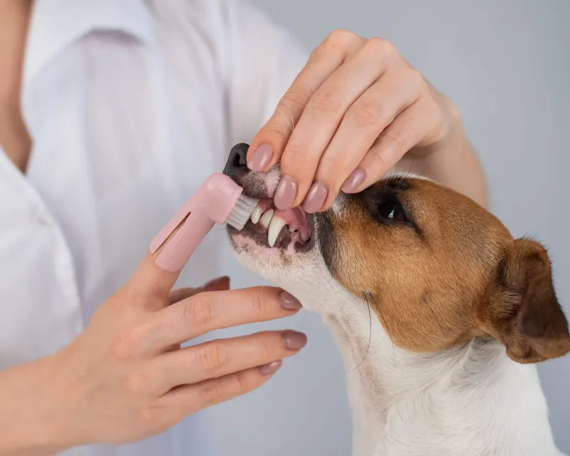 Regular Tooth Brushing