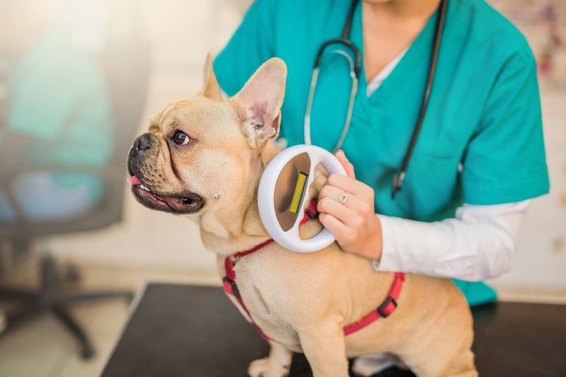 Ensure Your Dog is Microchipped