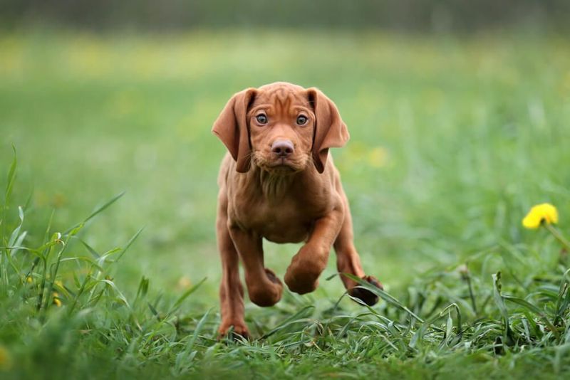 Vizsla