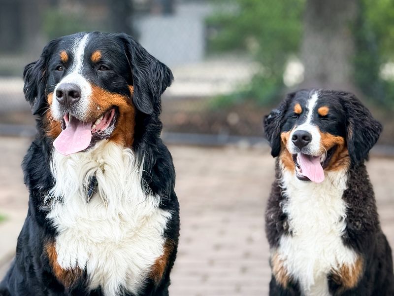 Bernese Mountain Dog