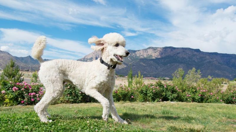 Poodle