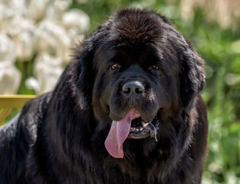 Newfoundland