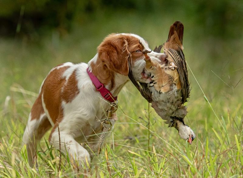 Brittany Spaniel