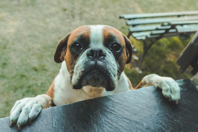 Boxer