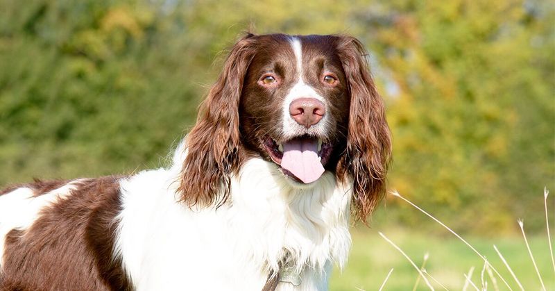English Springer Spaniel
