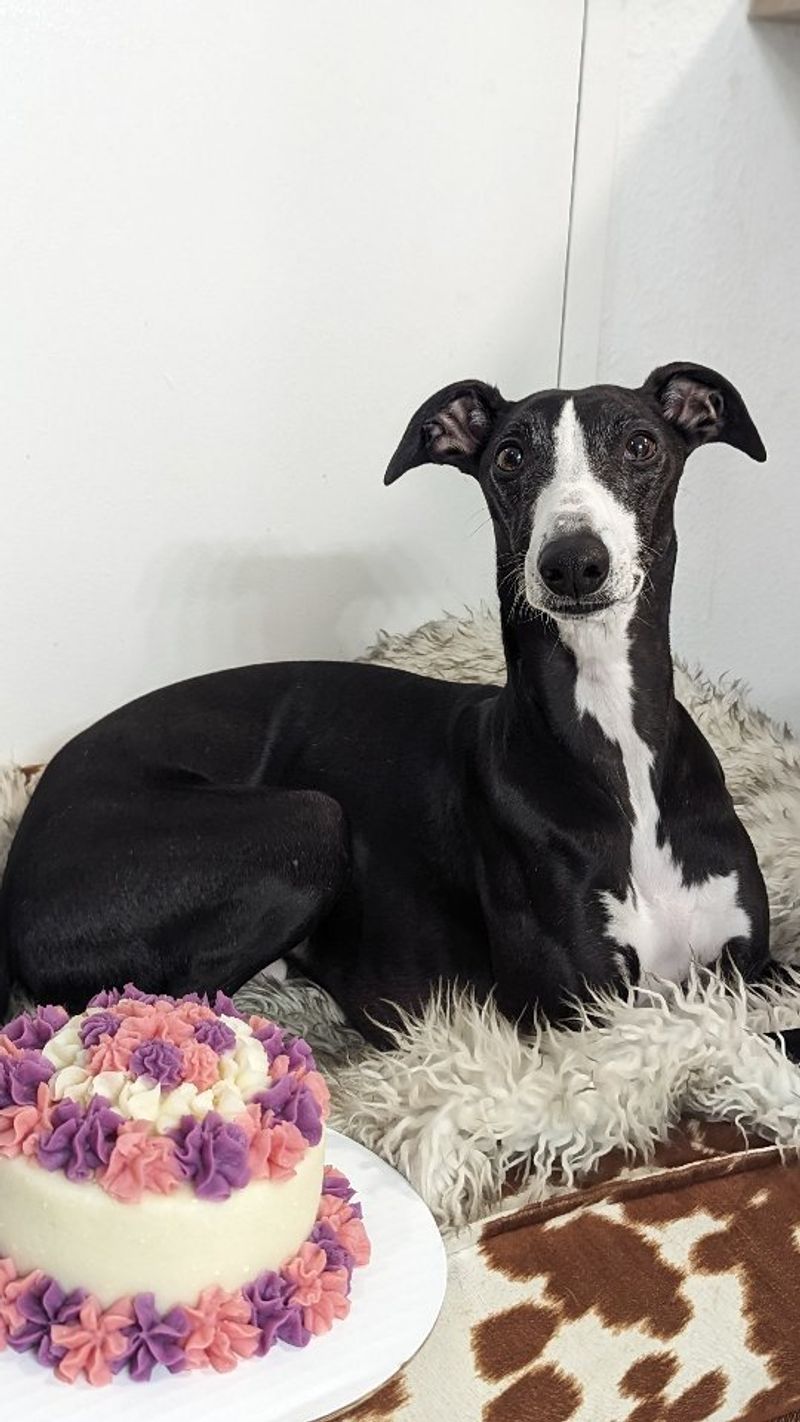 Whippet
