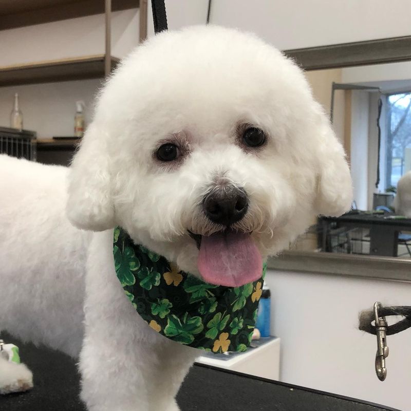 Bichon Frise