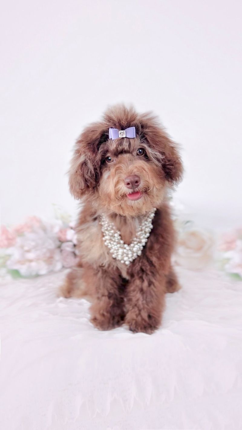 Poodle