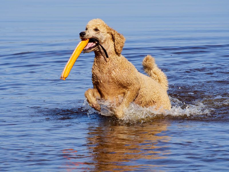 Standard Poodle