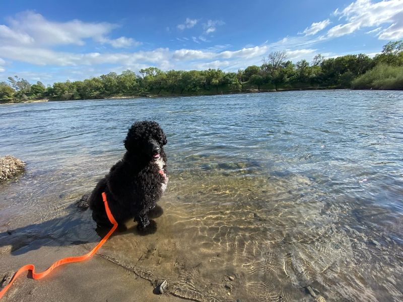 American Water Spaniel
