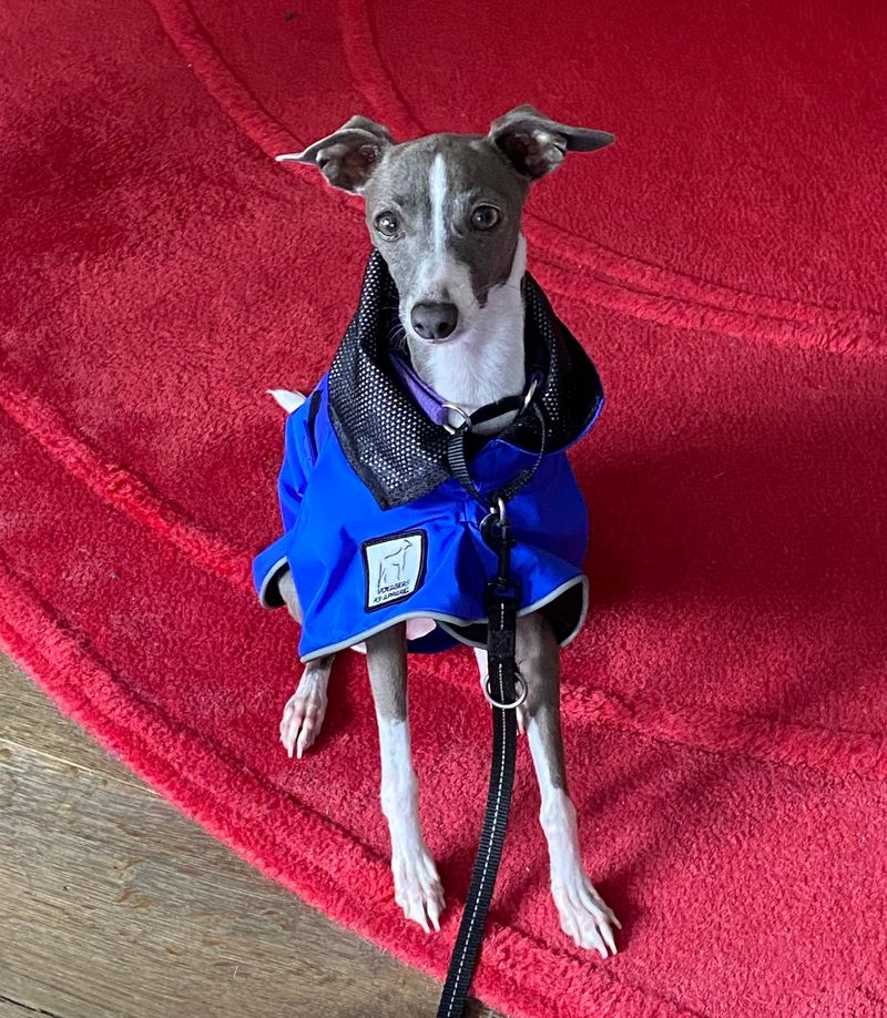 Italian Greyhound