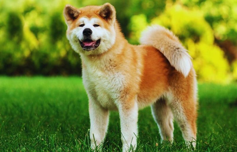 Akita