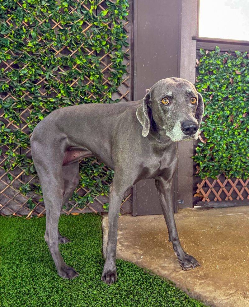 Weimaraner