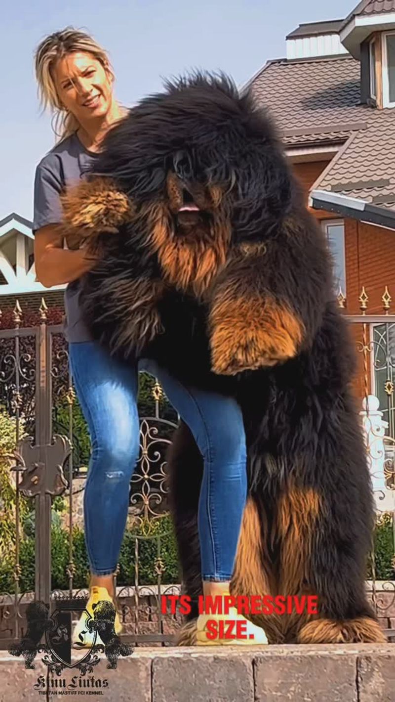 Tibetan Mastiff
