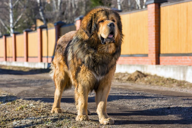 Tibetan Mastiff