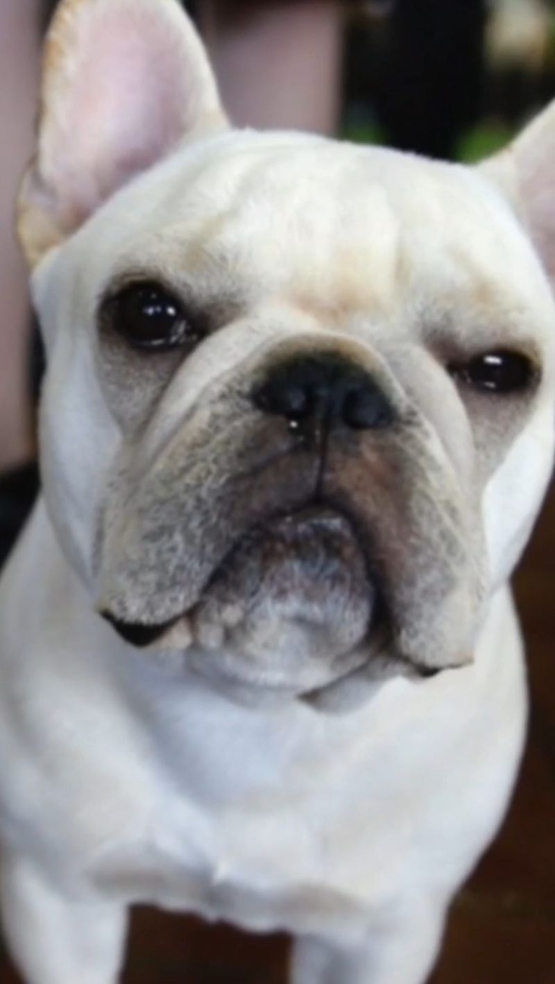 French Bulldog