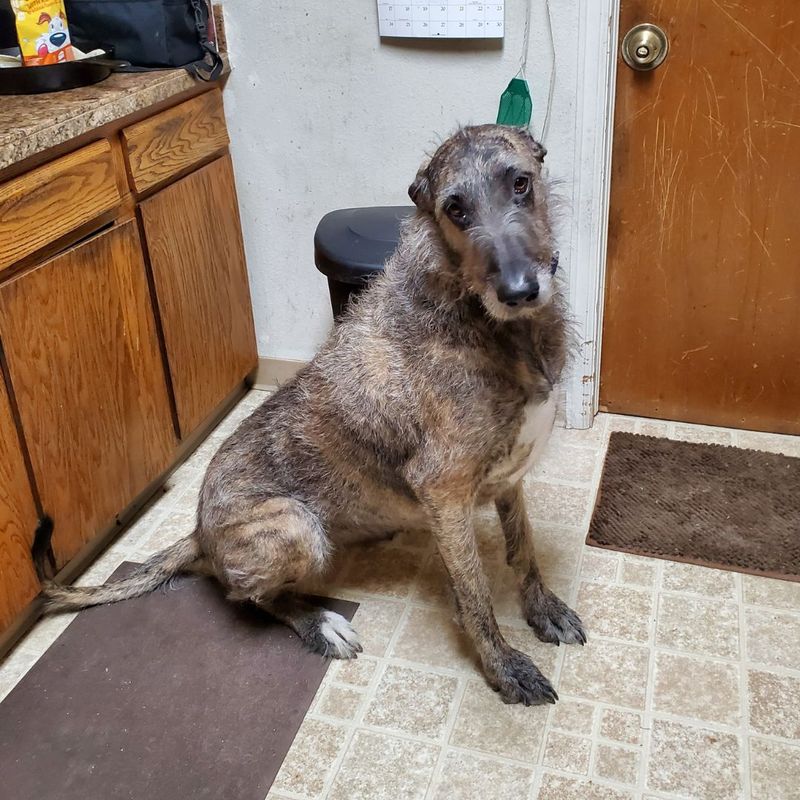 Scottish Deerhound