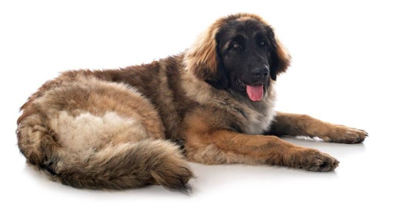 Leonberger