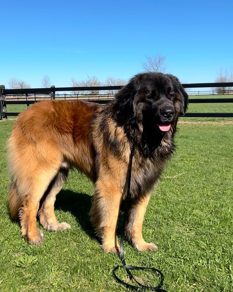 Leonberger
