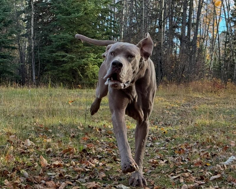 Great Dane