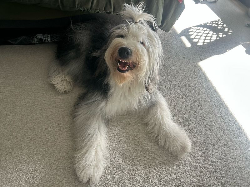 Old English Sheepdog