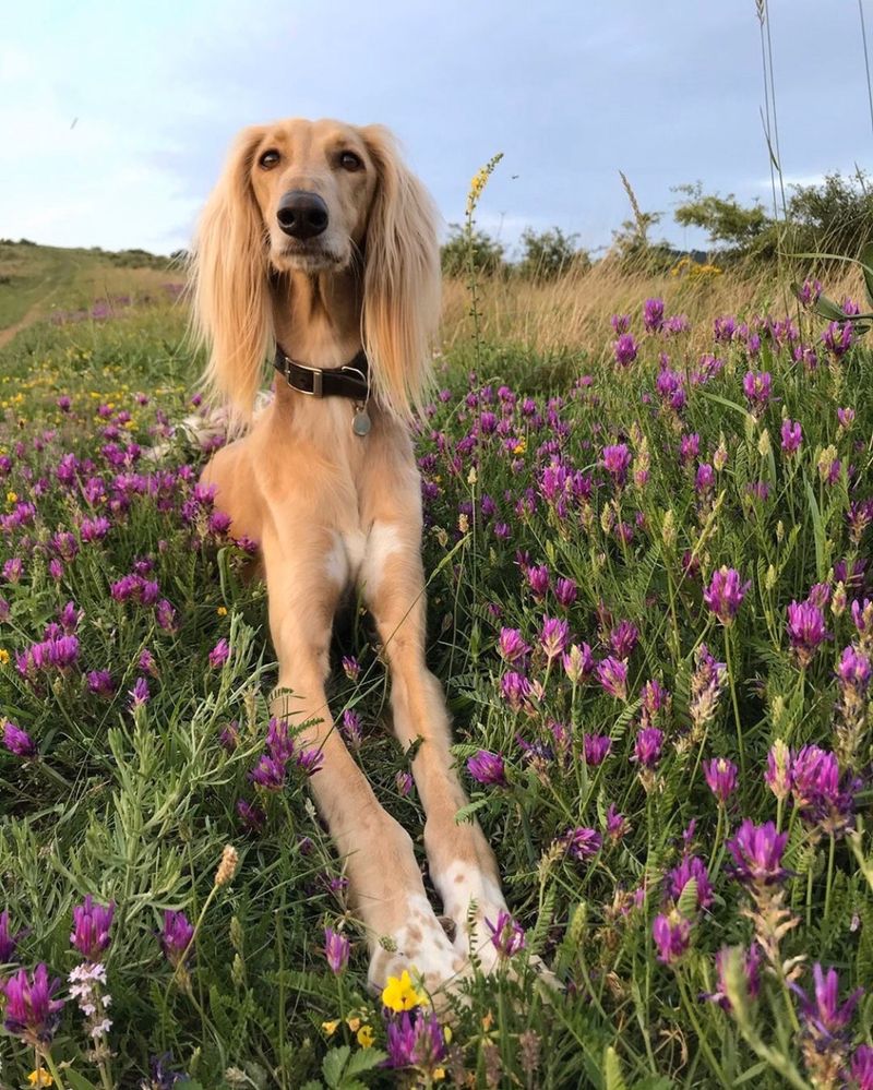 Saluki