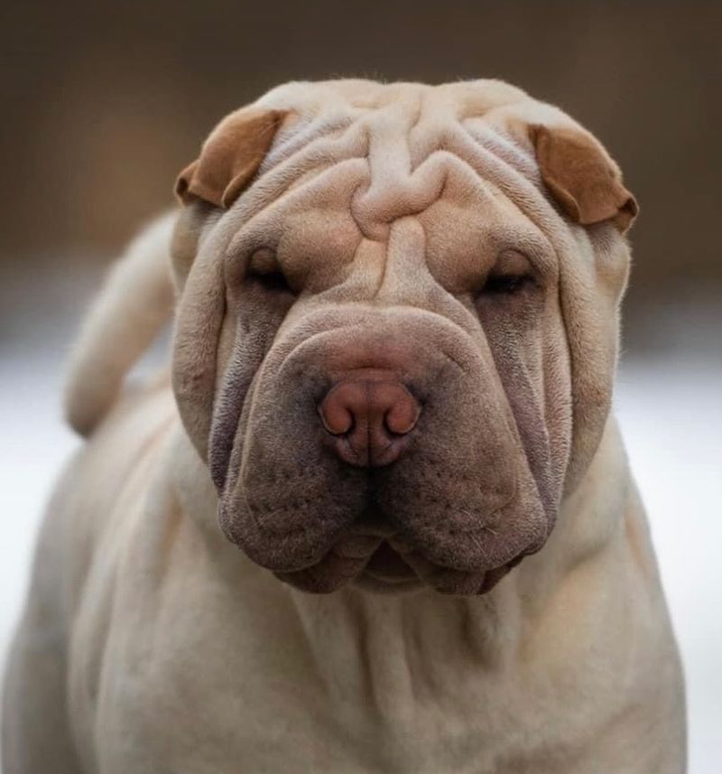 Shar Pei