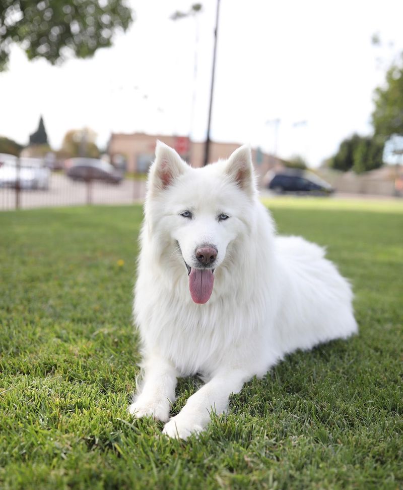 Samoyed