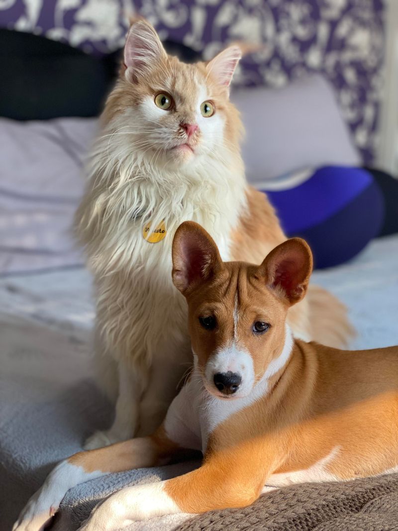 Basenji