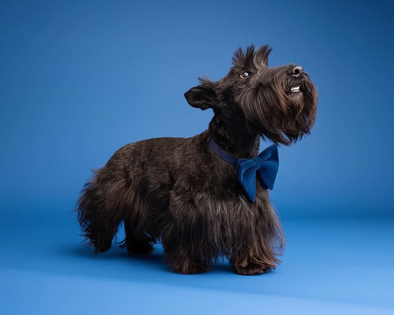 Scottish Terrier