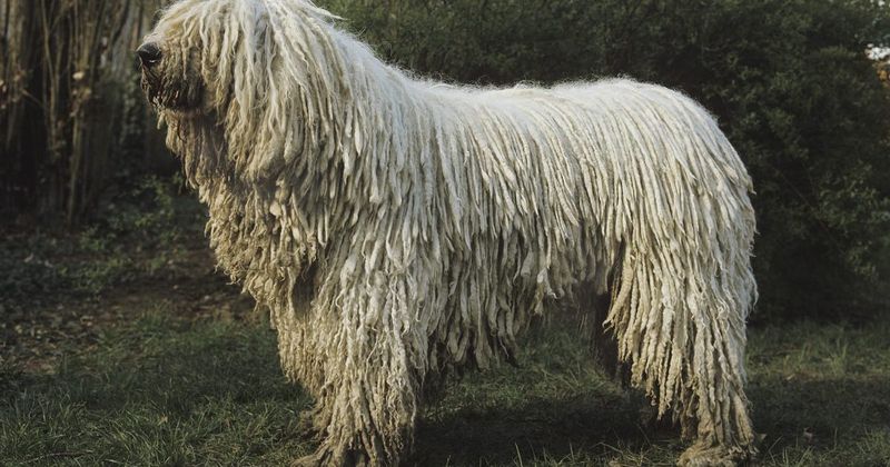 Komondor