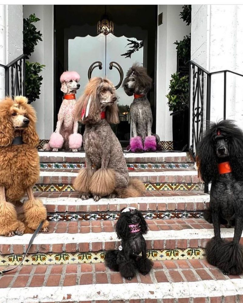 Poodle