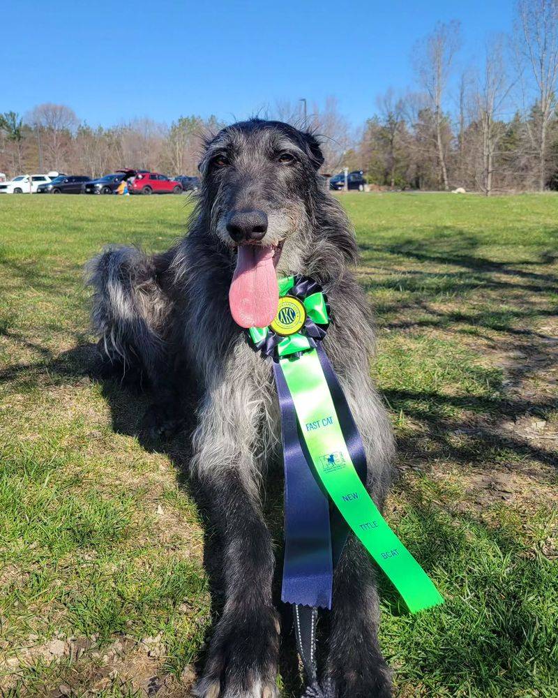 Scottish Deerhound
