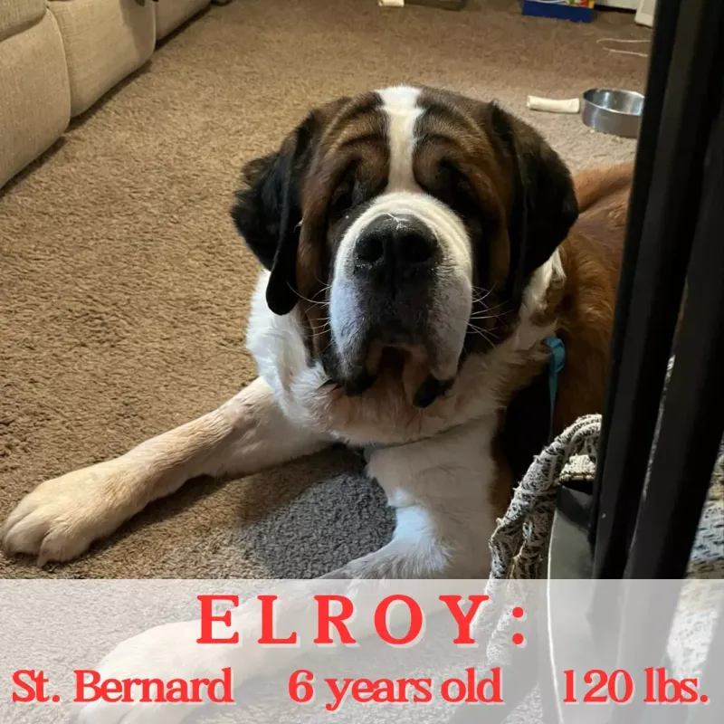 Saint Bernard