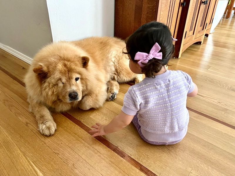 Chow Chow