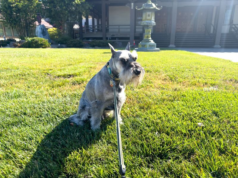 Miniature Schnauzer