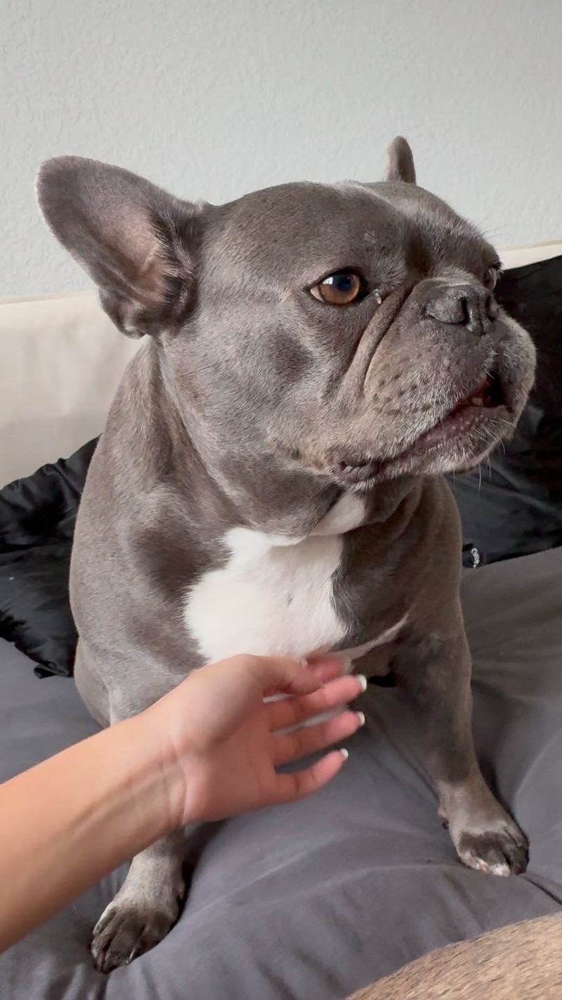 French Bulldog