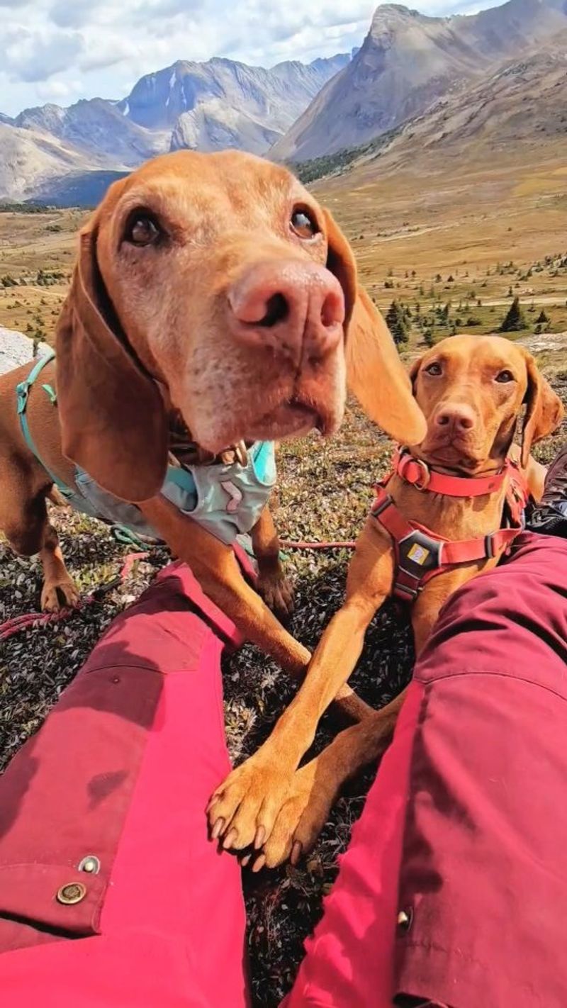 Vizsla